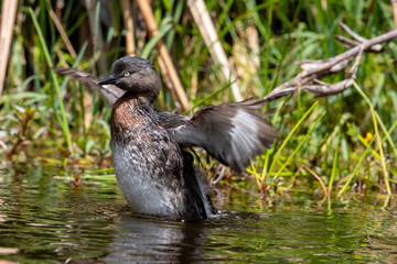 Dabchick New Zealand Grebe