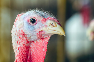 Close-up portrait of a turkey on a chicken farm