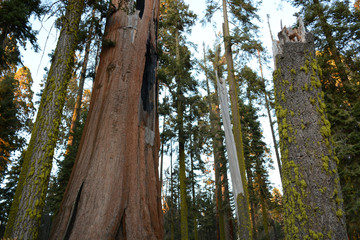 Fototapeta premium Giant trees in the forest in Sequoia National Park in California, USA