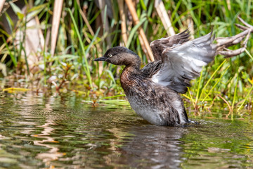 Dabchick New Zealand Grebe