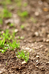 Grass growing in a garden. Close-up, selective focus.