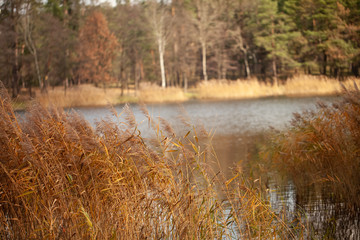 Autumn nature of the forest and lake.