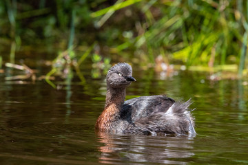 Dabchick New Zealand Grebe