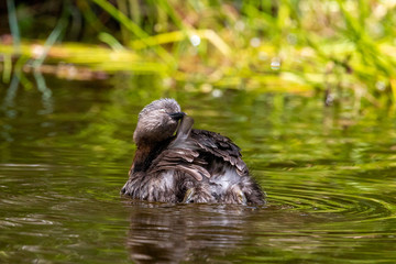Dabchick New Zealand Grebe