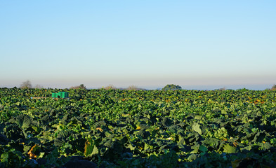 Fototapeta na wymiar View of a green cabbage patch field in Brittany, France