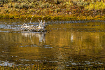 MADISON RIVER YELLOWSTONE NATIONAL PARK