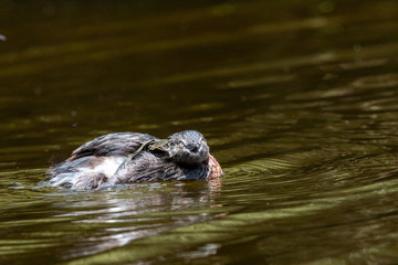 Dabchick New Zealand Grebe