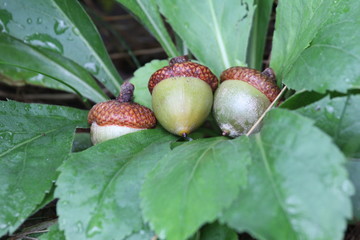 acorns on leaves