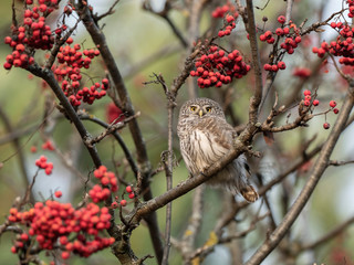 Eurasian pygmy owl (Glaucidium passerinum) among red rowan berries, autumn entourage. Eurasian pygmy owl (Glaucidium passerinum) is the smallest owl in Europe.