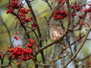 Eurasian pygmy owl (Glaucidium passerinum) among red rowan berries, autumn entourage. Eurasian pygmy owl (Glaucidium passerinum) is the smallest owl in Europe.
