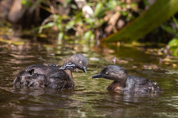 Dabchick New Zealand Grebe