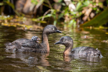 Dabchick New Zealand Grebe