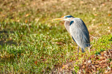 A blue heron by a lake in the morning light.
