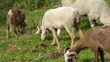 Obraz na płótnie Canvas Schaf- und Ziegenherde in Andalusien