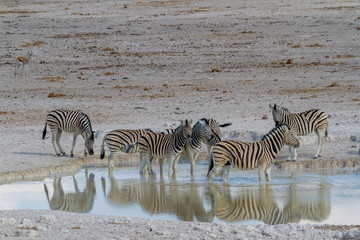 Fototapeta na wymiar Steppenzebras an einem Wasserloch im Etosha Nationalpark