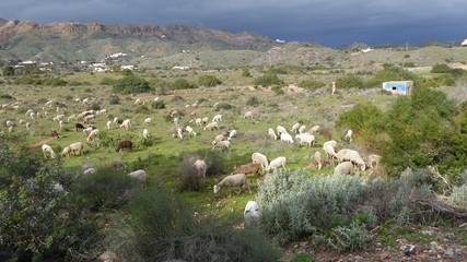 Schaf- und Ziegenherde in Andalusien