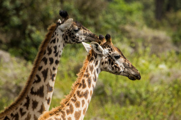 Giraffa africana