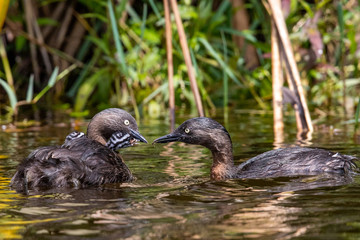 Dabchick New Zealand Grebe