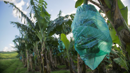 bunch of bananas under his plastic bag in a field
