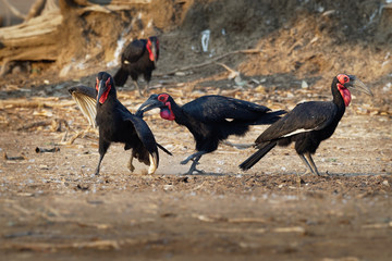Southern Ground-Hornbill - Bucorvus leadbeateri next to the elephant carrion, formerly Bucorvus cafer, largest hornbill worldwide, found in the southern regions of Africa