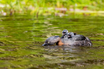 Dabchick New Zealand Grebe