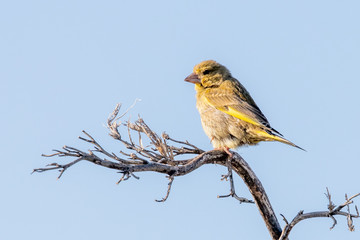 Greenfinch in New Zealand