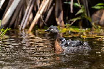 Dabchick New Zealand Grebe