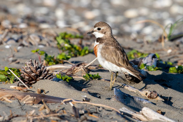 Double-banded Dotterel in Australasia