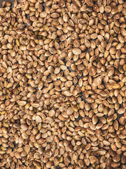 cannabis or marijuana seeds