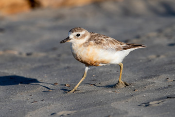 Red-breasted Endemic New Zealand Dotterel