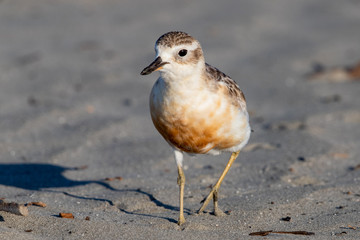 Red-breasted Endemic New Zealand Dotterel