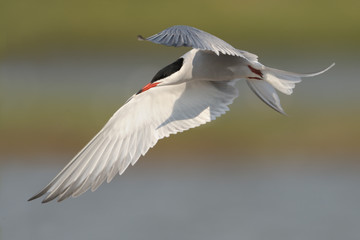 Fototapeta premium Flussseeschwalbe Sterna hirundo