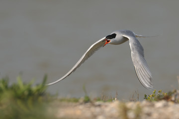 Flussseeschwalbe Sterna hirundo