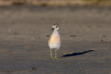 Red-breasted Endemic New Zealand Dotterel