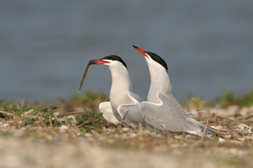 Flussseeschwalbe Sterna hirundo