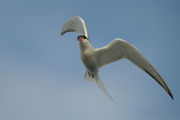 Flussseeschwalbe Sterna hirundo