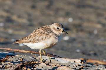 Red-breasted Endemic New Zealand Dotterel