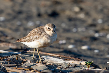 Red-breasted Endemic New Zealand Dotterel