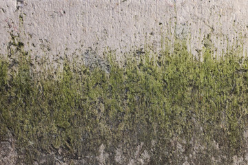 Texture of old concrete close up with moss. Creative background