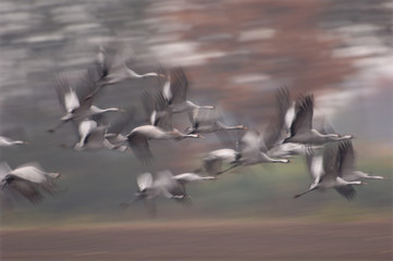 Grauer Kranich Grus grus