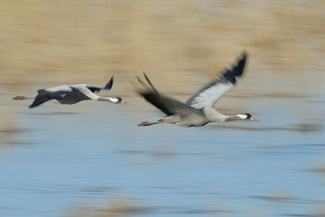 Grauer Kranich Grus grus