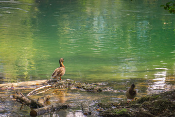 two mallards on shore of river