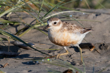 Red-breasted Endemic New Zealand Dotterel