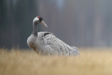 Grauer Kranich Grus grus