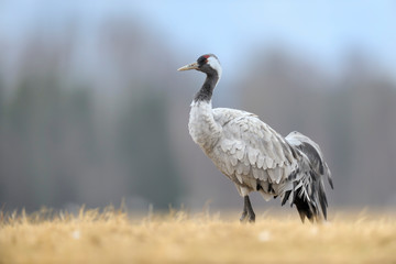 Grauer Kranich Grus grus