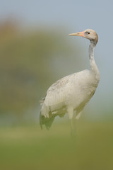 Grauer Kranich Grus grus