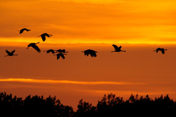 Grauer Kranich Grus grus