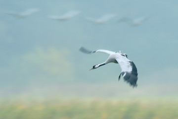 Grauer Kranich Grus grus
