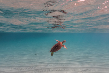 Turtle swimming in sea