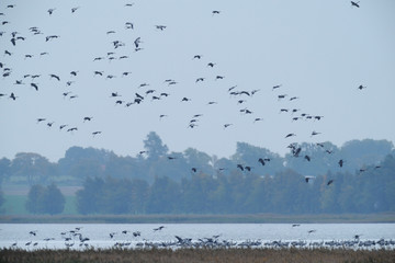 Grauer Kranich Grus grus
